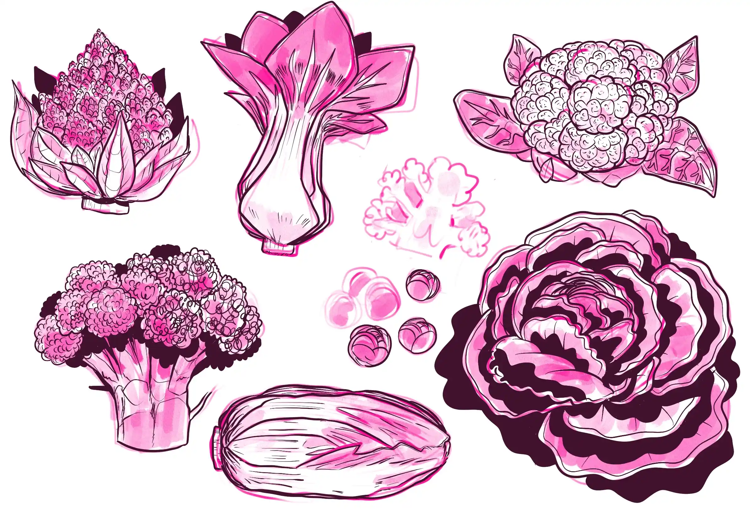 des choux - Illustration par Florian Leux (Toyso)