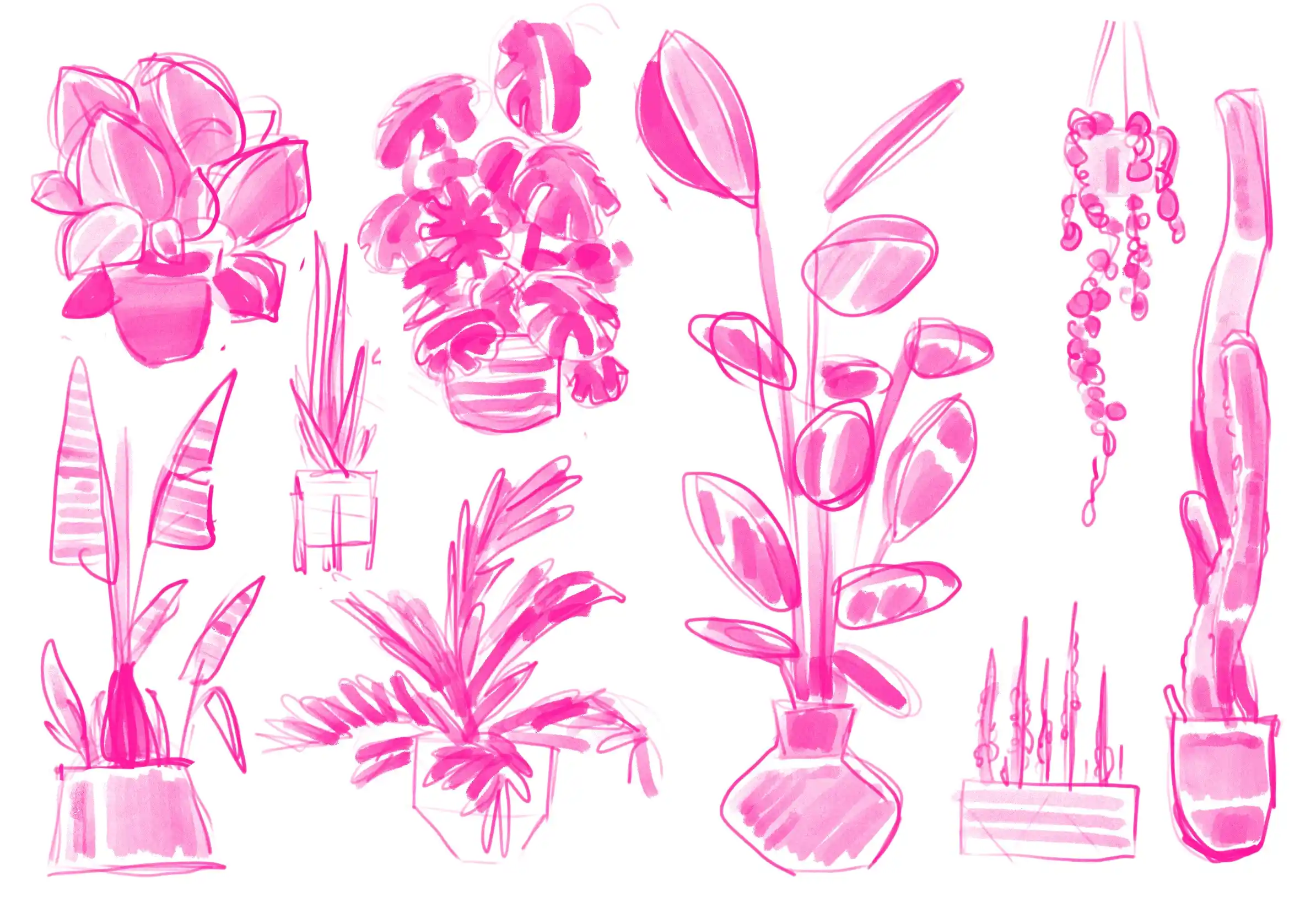 des plantes - Illustration par Florian Leux (Toyso)